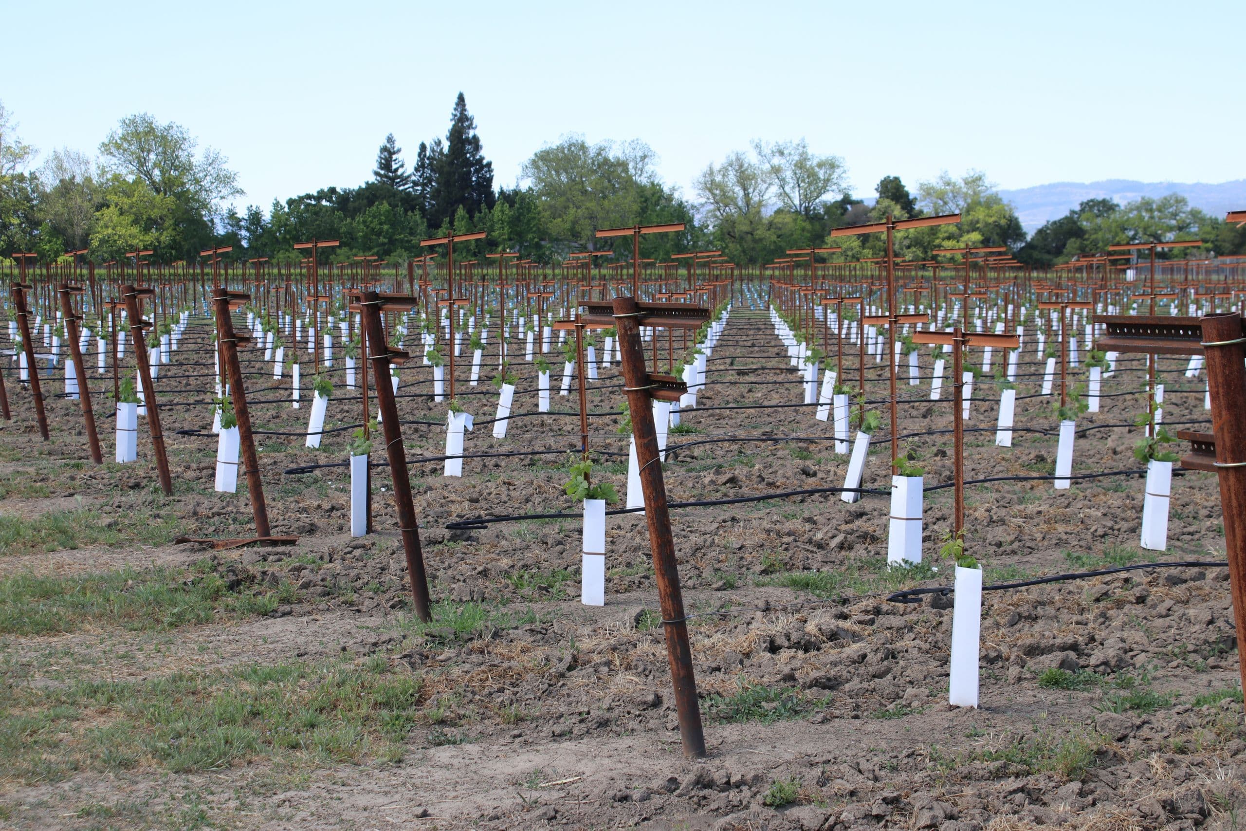 Watch this Before Planting a New Vineyard