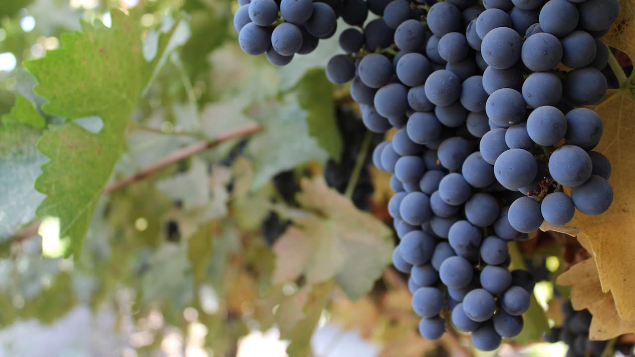 Three Ways to Improve Color in Red Wine Grapes