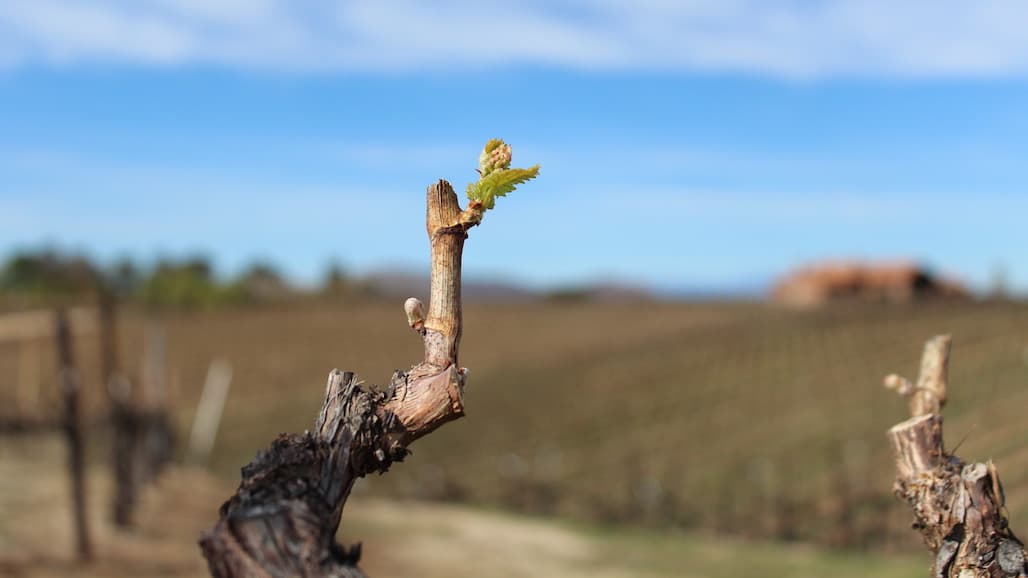 Napa Valley Wine Grape Crop Update