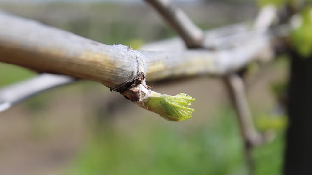 Eyes on the Skies as Vineyards Push Towards Bud Break