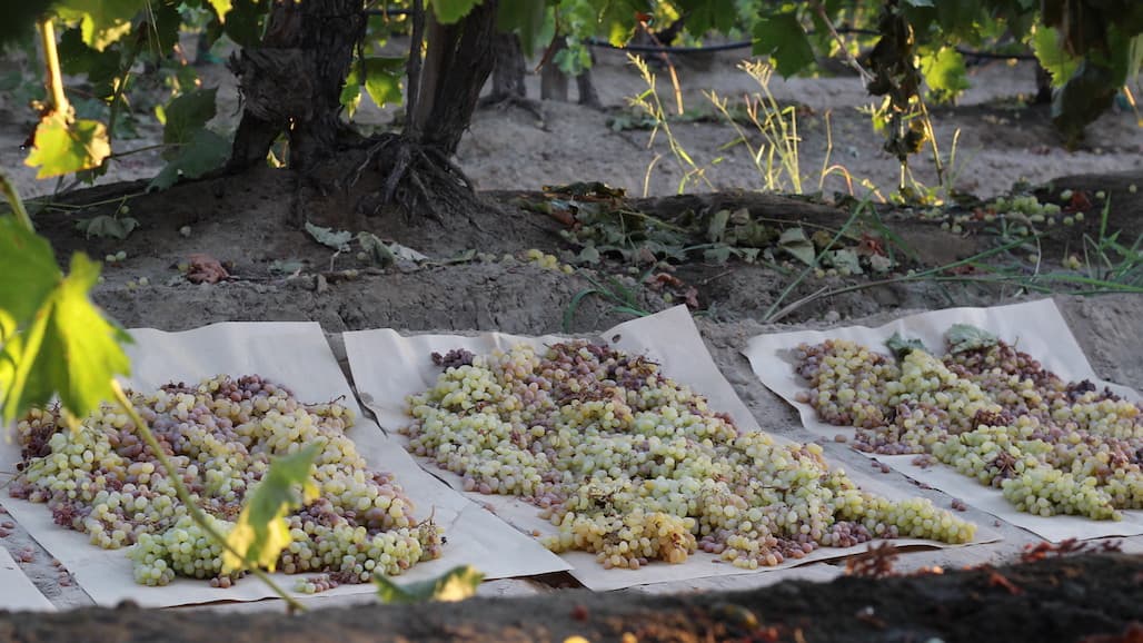 Raisin Bargaining Association Introduces Combination Pricing Program