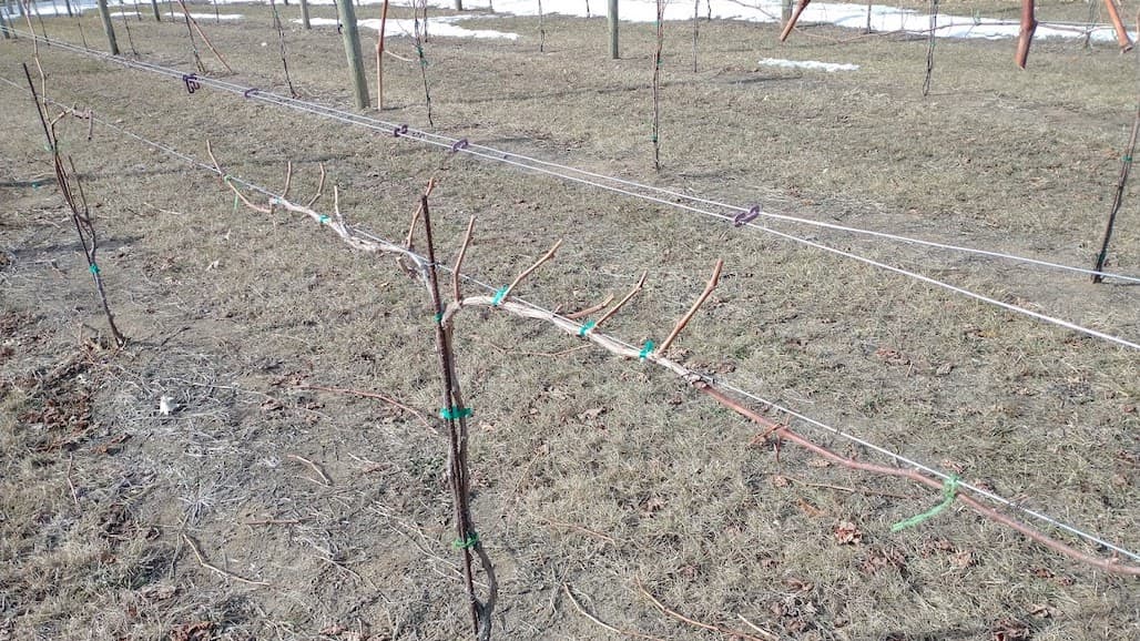 Grape Winter Bud Survival in Minnesota