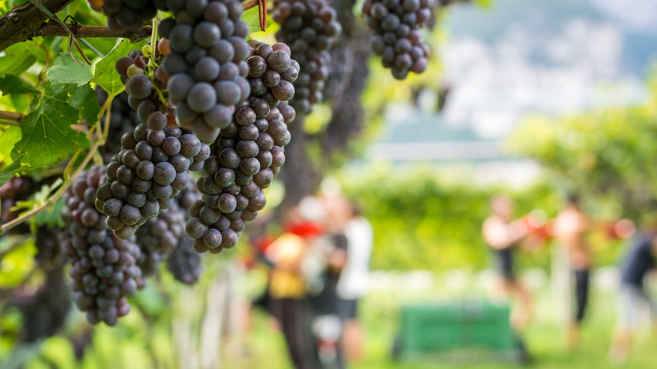 Optimizing Yield of Young Pinot Grigio Vines