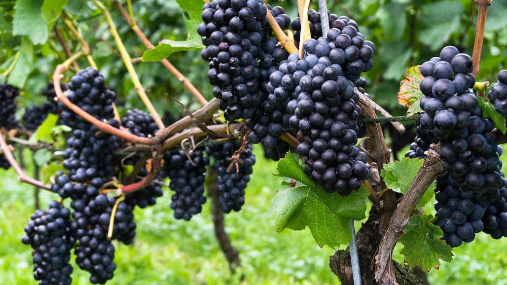 Washington Wine Reports Smaller Harvest, Good Quality in 2020