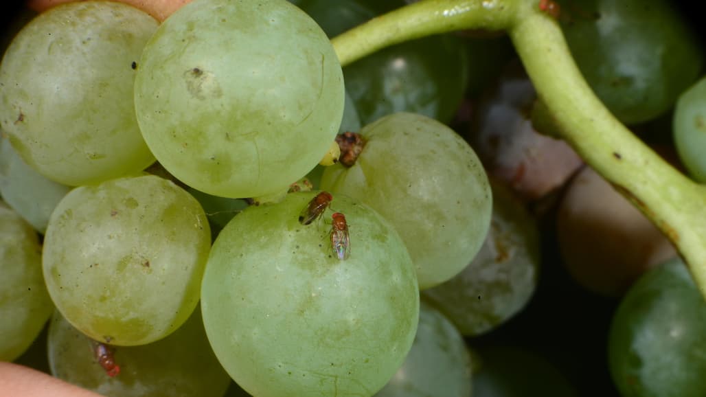 Cross Resistance to Insecticides Develops in Fruit Flies in Missouri Vineyard
