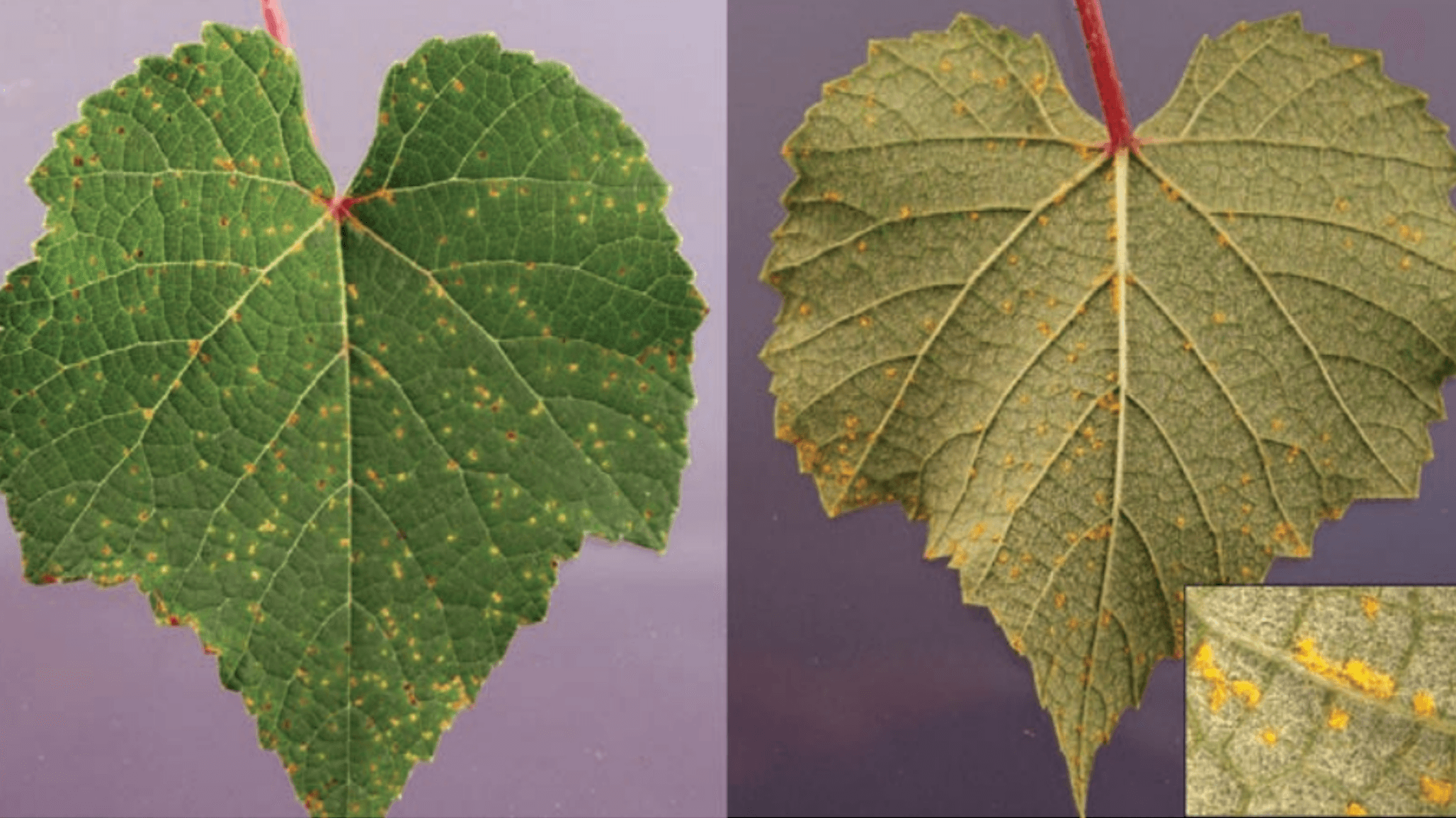 Grape Leaf Rust Spreading Across the Southeastern States