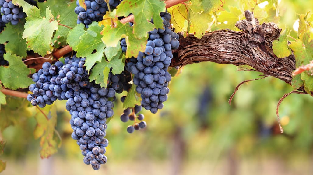 Lodi Winegrape Commission Extends Partnership with SommFoundation (Upcoming Sustainable Winegrowing Event)