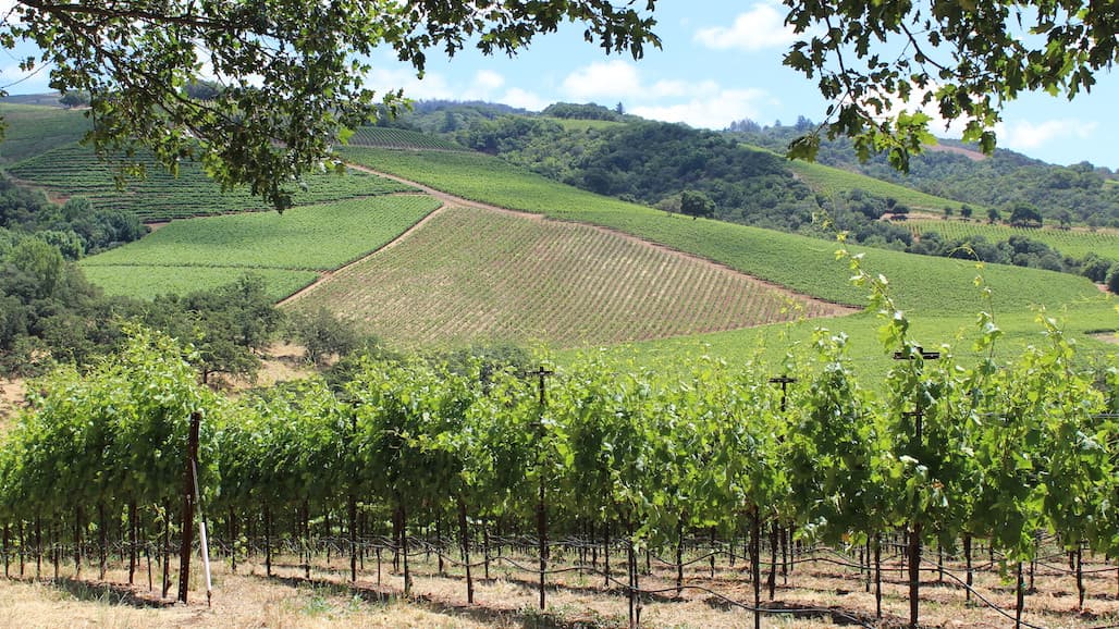 Sonoma Winegrowers Share Results Of First Ag Climate Adaptation Pilot Program