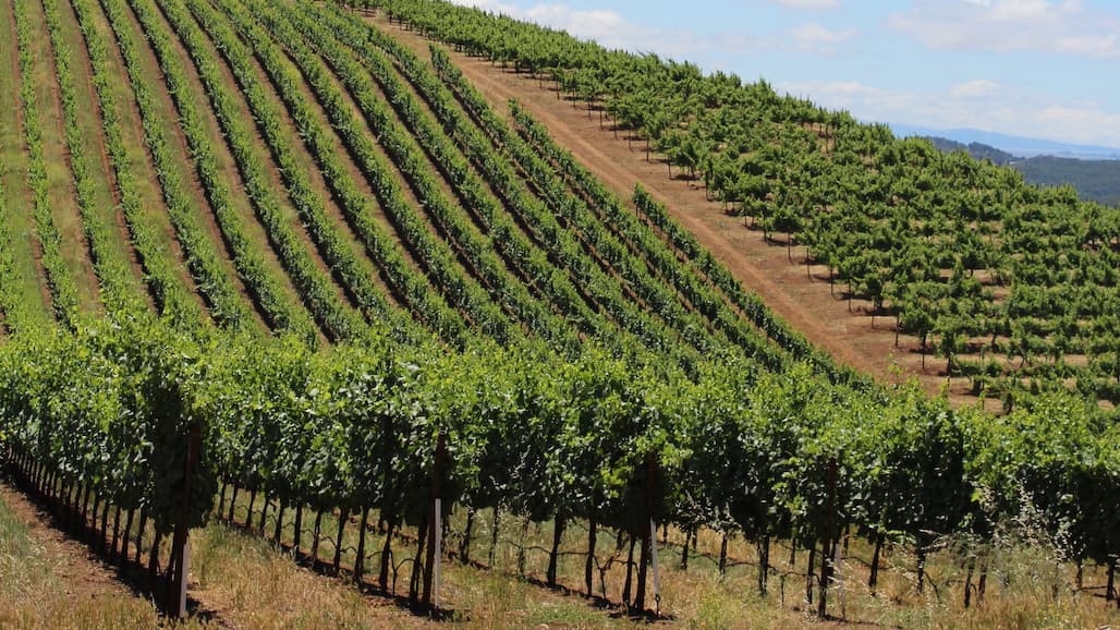 California Grape Acreage Subsides