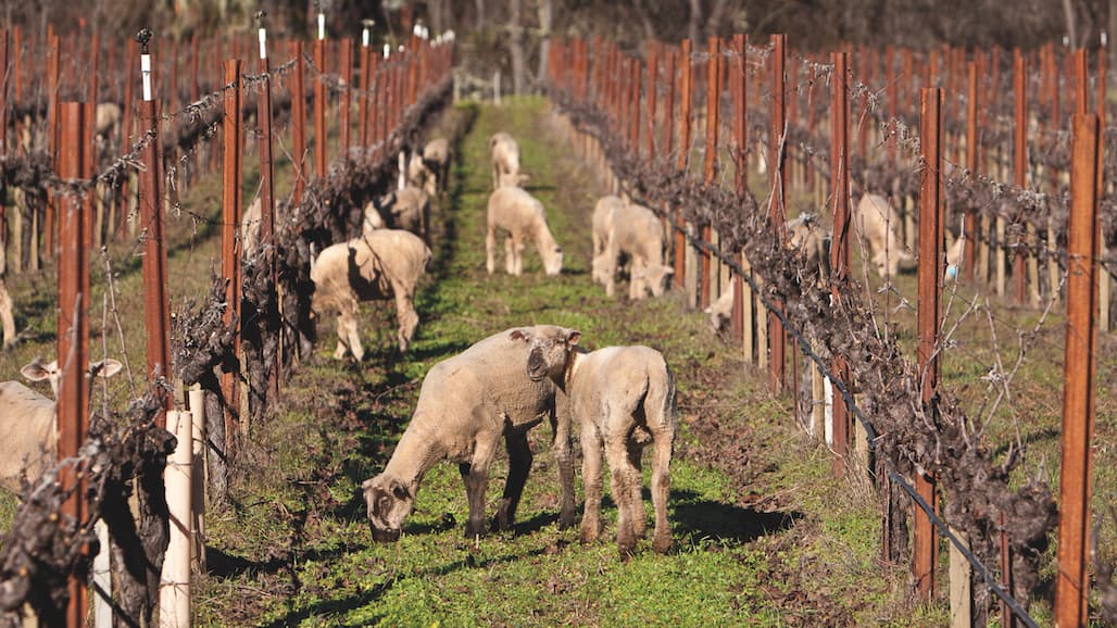 How California Vineyards are Following Sustainable Practices