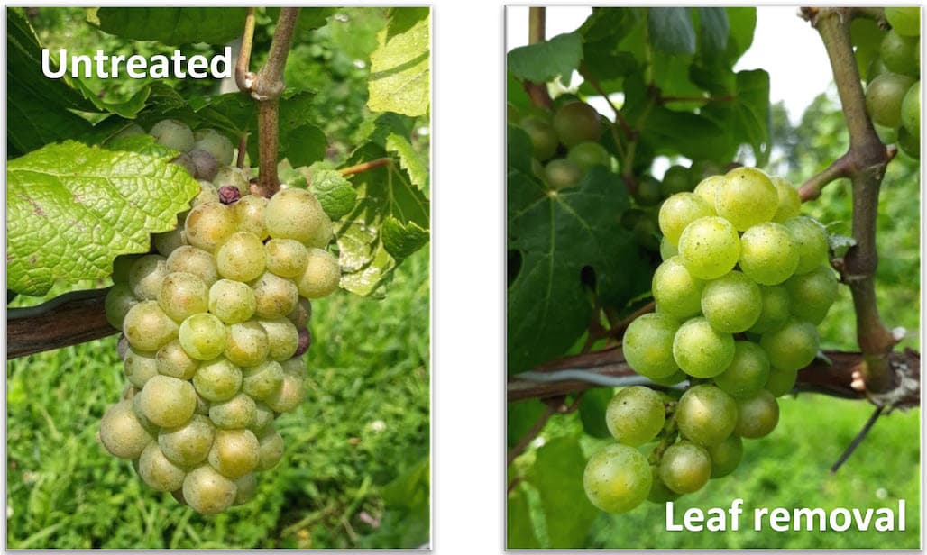 Early Season Michigan Vineyard Management