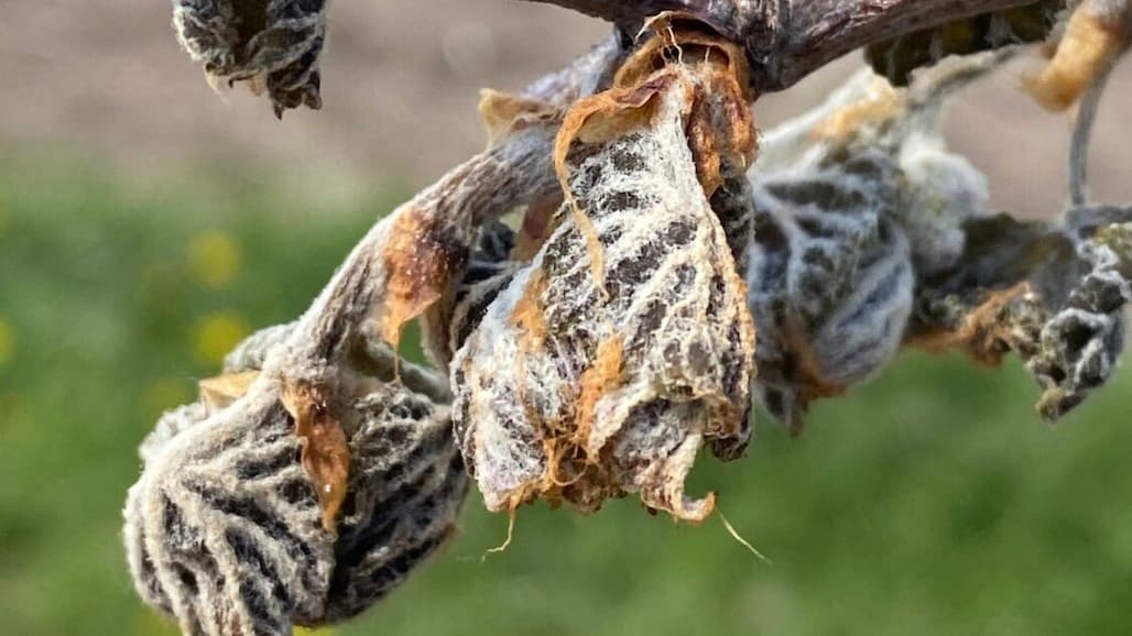 Early Season Vineyard Management for Indiana Growers
