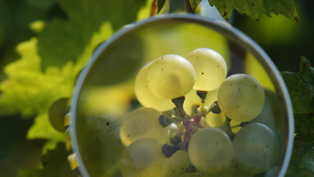 New Methodology for Marker-Free Gene Editing in Grapevine