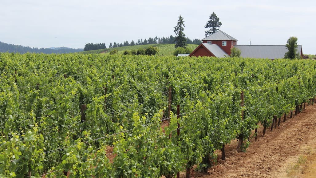 Risk Management in a Post-COVID-19 World for Oregon Vineyards & Wineries