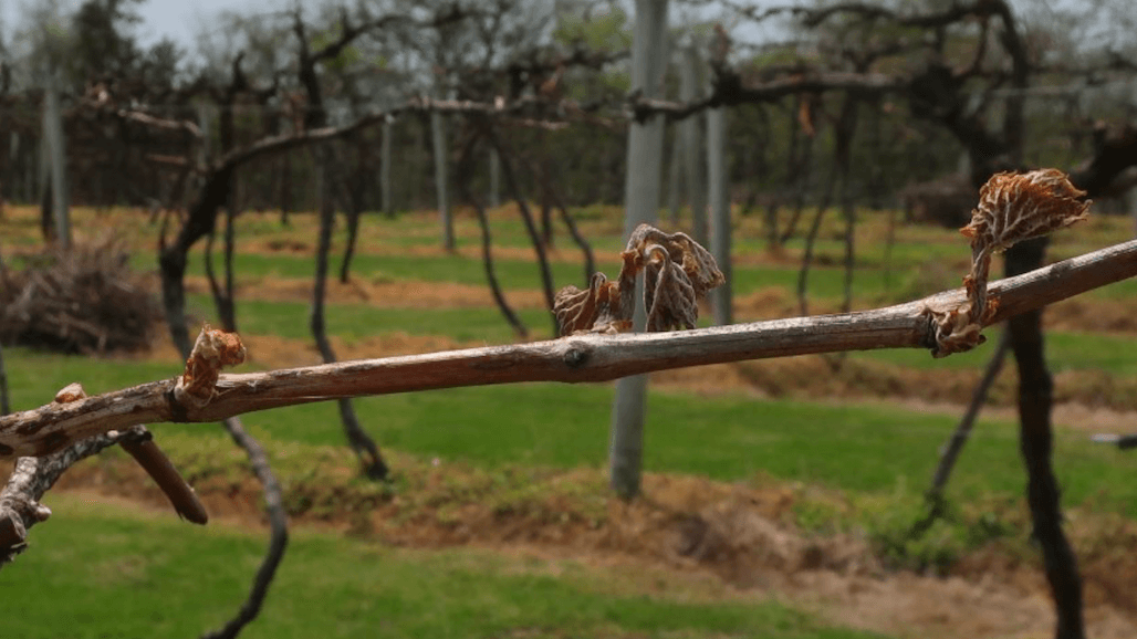 Mid-April Freeze Events Result in Some Damage to Missouri Vineyards