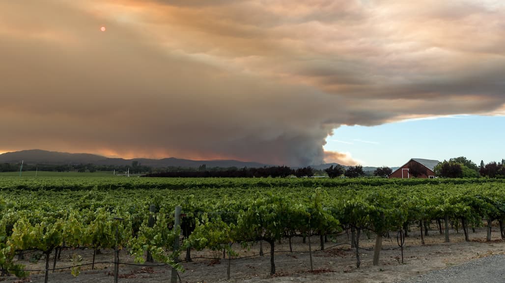 Could Seasonal Wildfires Ruin our Wine?