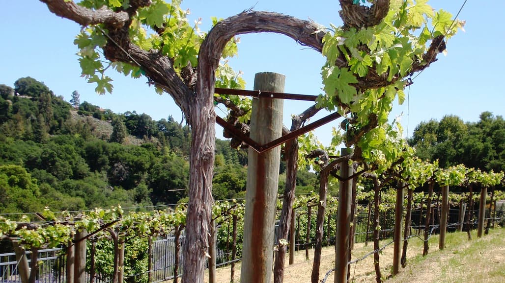 La Honda Winery Becomes Climate Neutral Certified