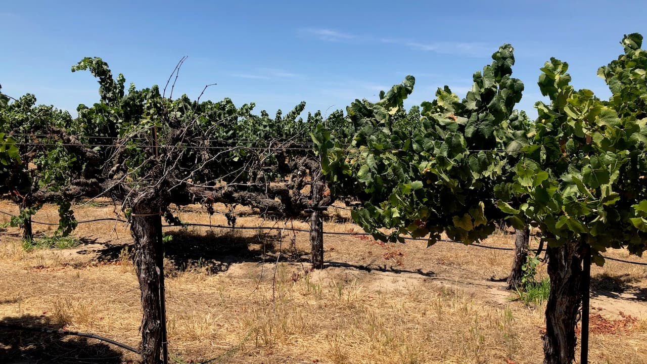 Managing Vineyard Pests & Diseases in a Dry Year