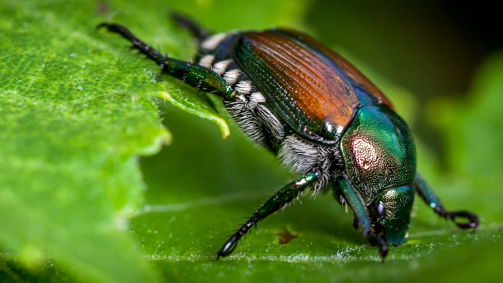 Japanese Beetles Back in Georgia Vineyards