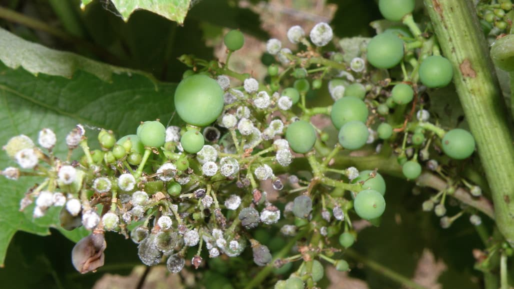 A Quick Reminder about Downy Mildew