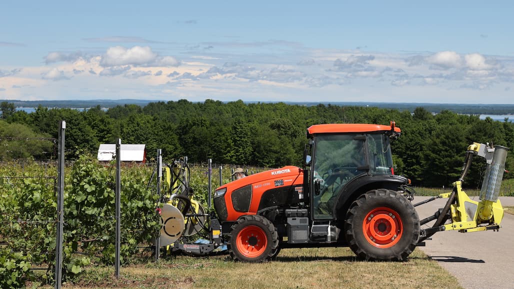 Michigan Grape Growers Welcome Recent Rains, but Concerned about Disease