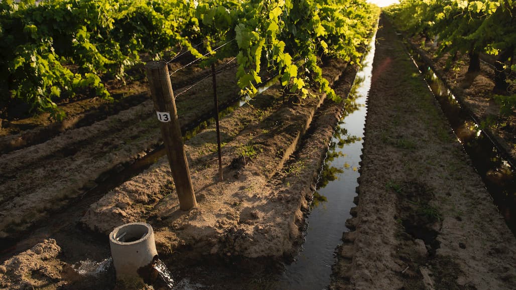 Sustainable Conservation Releases Key Water Quality Guidance for On-Farm Recharge