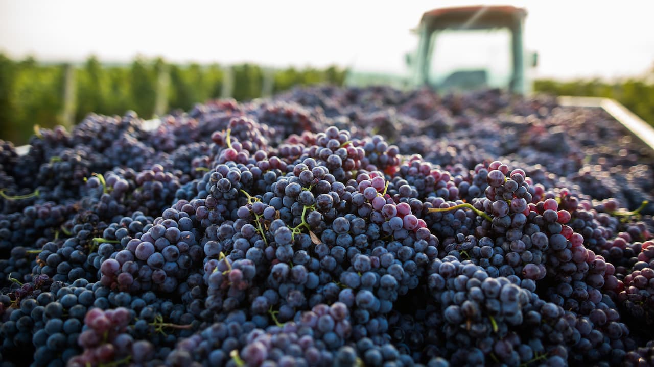2021 California Grape Harvest & Market Update