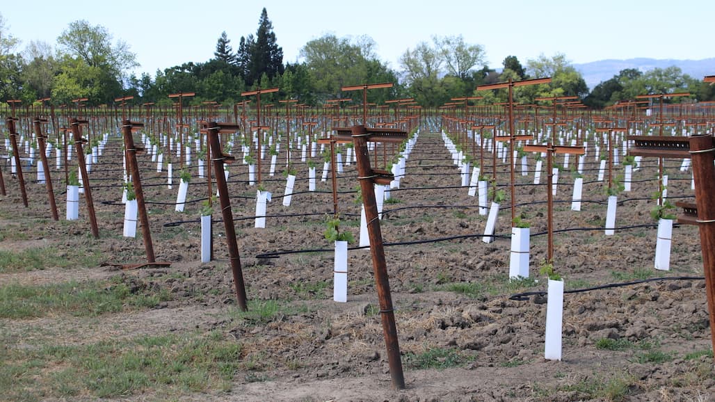 Ohio Vineyard Expansion Assistance Program Open Through July 16