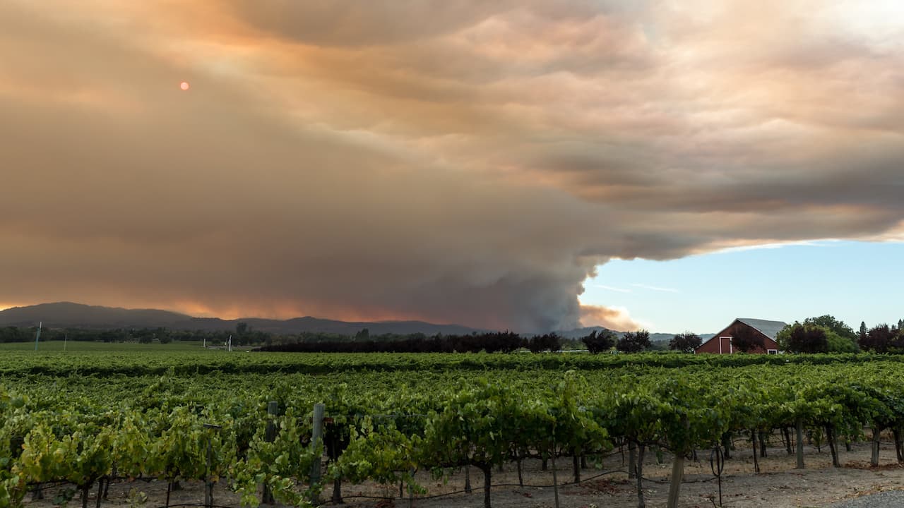Preparing to Harvest Raisins Under Smoky Skies: What Growers Need to Know