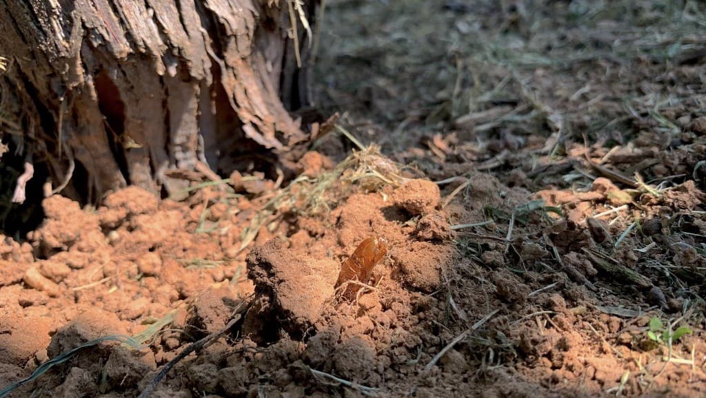 Grape Root Borer Moths Detected in North Georgia