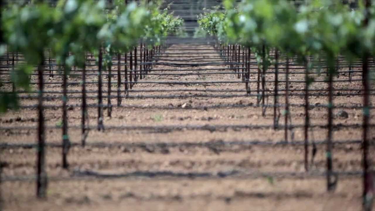 Vineyard Floor Management in Drought Years – Do Dust Mulches Help?