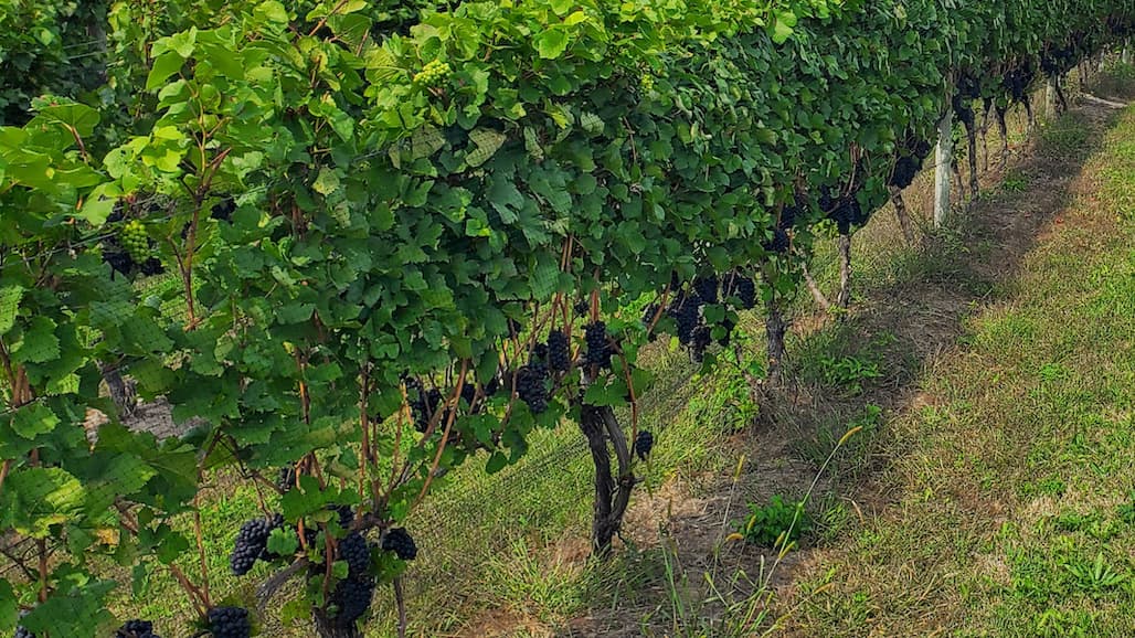 Grape Harvest Begins in Michigan