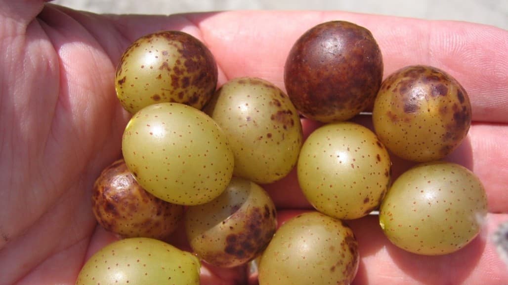New Info on Fungicide Options for Muscadine Grapes
