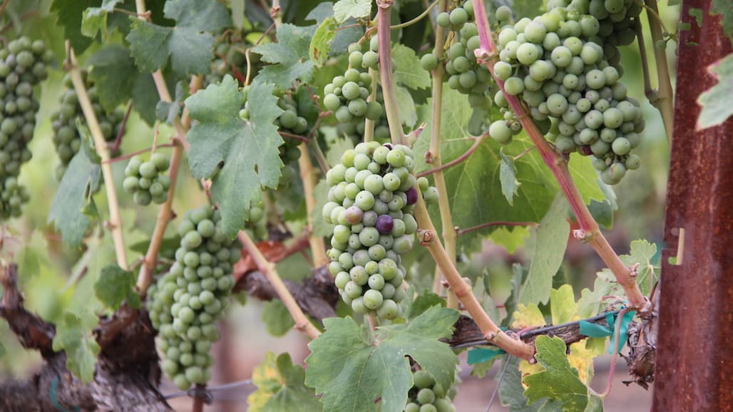 Pre-veraison and Veraison Canopy Management in Michigan Vineyards