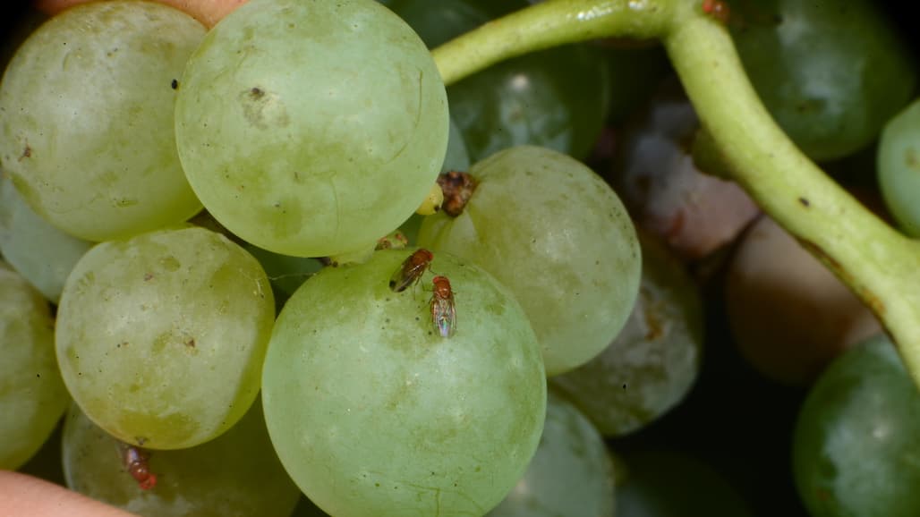 Drosophila and Sour Rot Management in GA Grapes