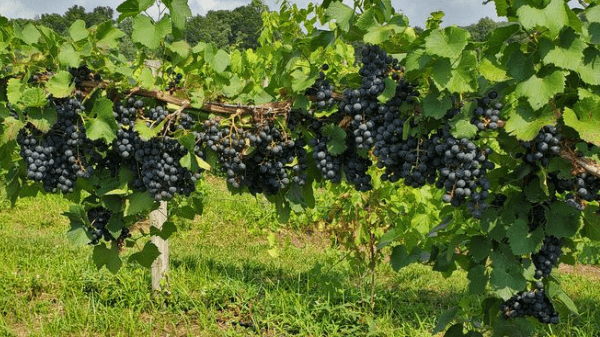 Michigan Crop & Vineyard IPM Update