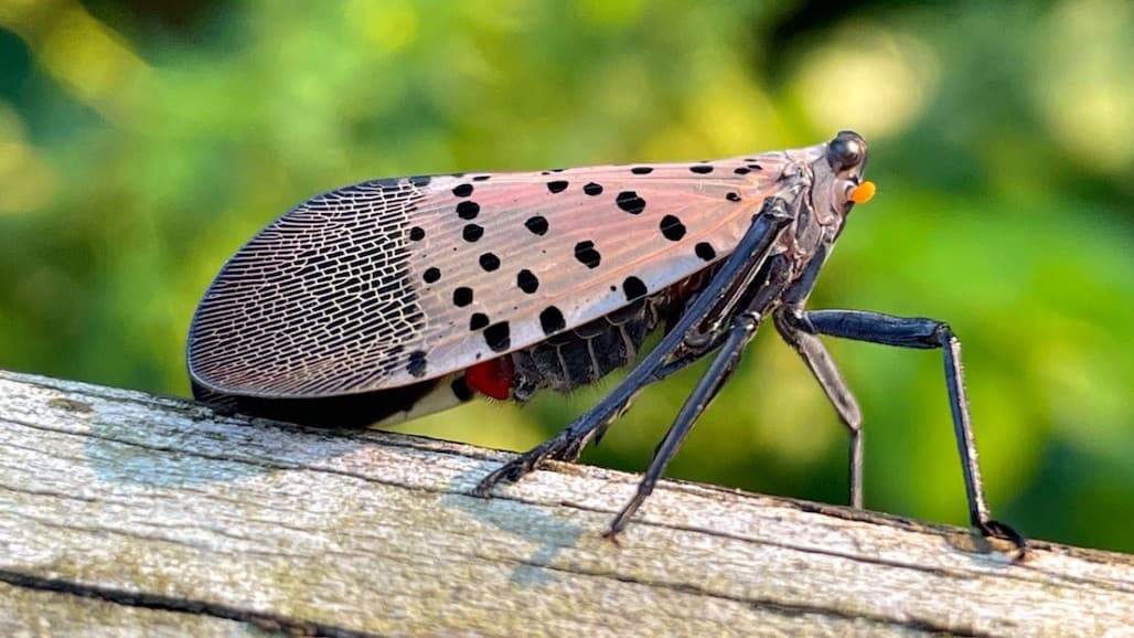 Spotted Lanternfly Spreading in New York State