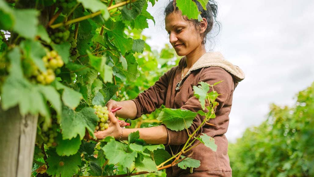 Wine Foundation Awards $41,000 to Viticulture & Enology Students