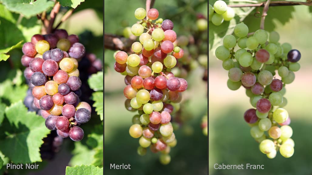Michigan State University Extension Grape Crop Update
