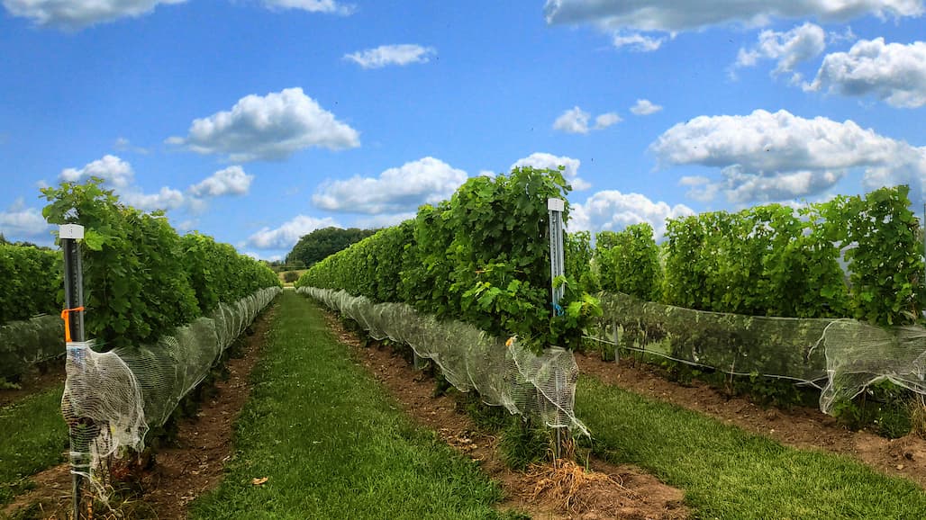 MSU Extension Michigan Grape Harvest Update