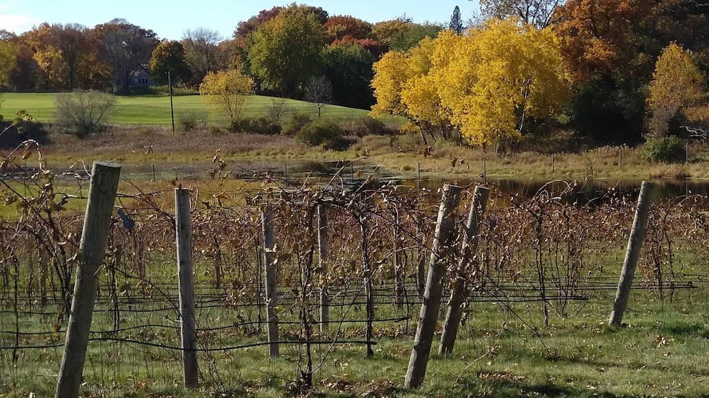 What Comes After Grape Harvest