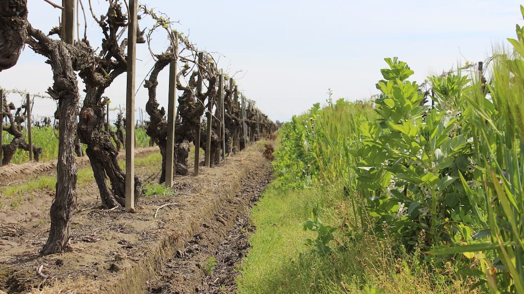 Paso Robles Soil Health Project Looking for Participants