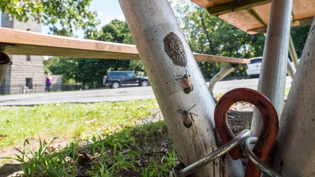 New Spotted Lanternfly Population Found in Cuyahoga County, Ohio