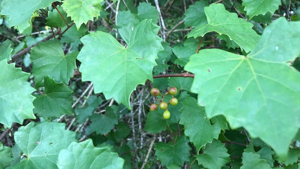 Wild Grape of Florida