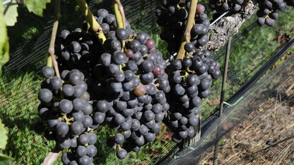 New York Veraison to Grape Harvest Update with Cornell Agritech