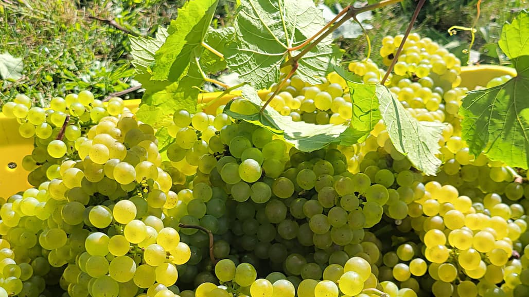 Final Michigan Grape Harvest Report with MSU