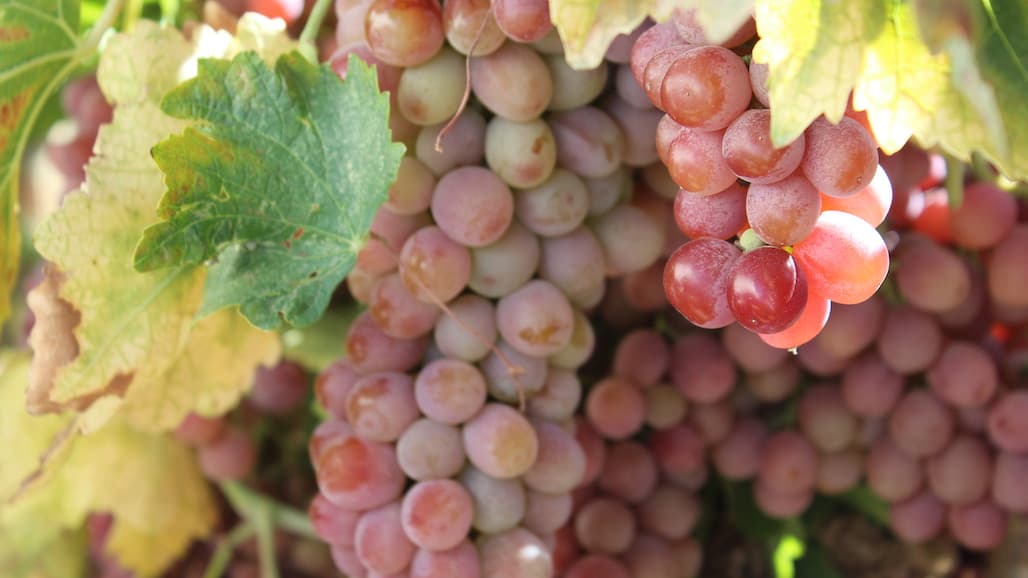 Scholarships Offered by California Table Grape Growers