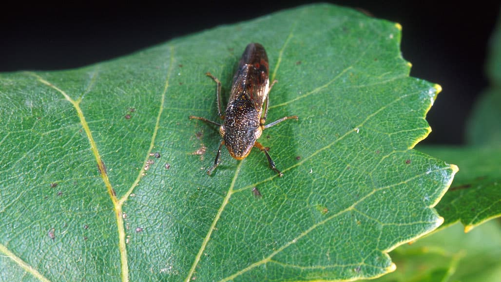 Glassy-Winged Sharpshooter Infestation Detected in Solano County