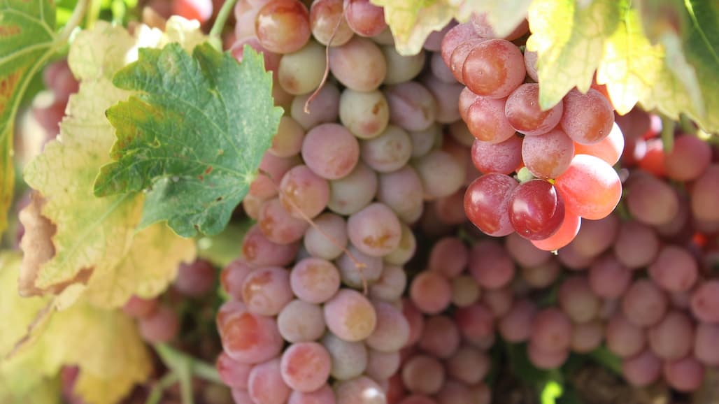 USDA to Purchase $30 Million in US Table Grapes in 2022