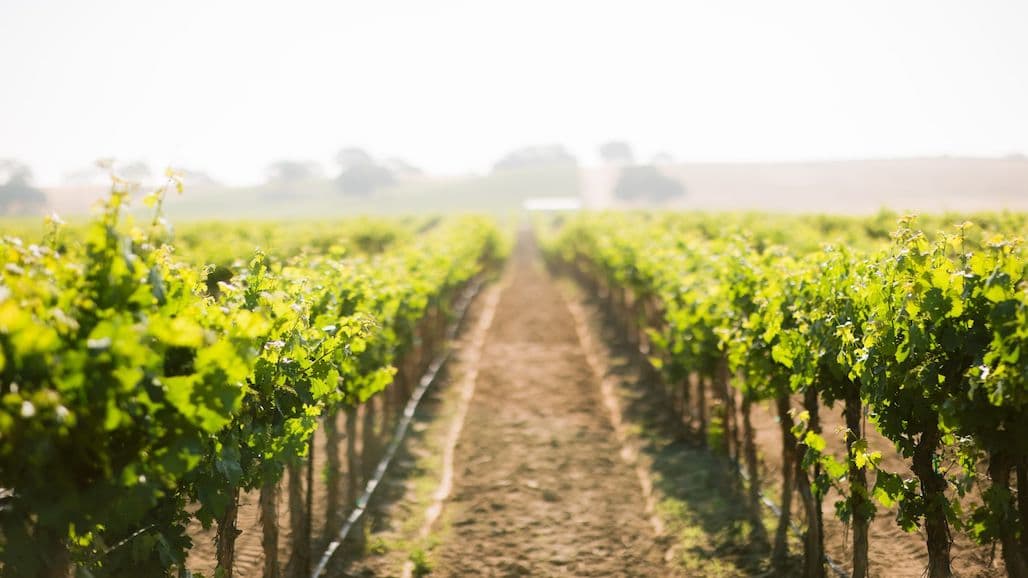 Call for Applications for the Annual CA Green Medal Sustainable Winegrowing Leadership Awards